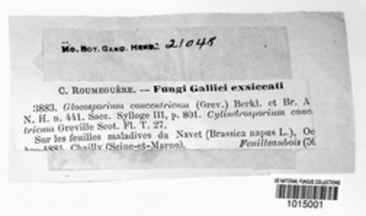 Gloeosporium thuemenii image